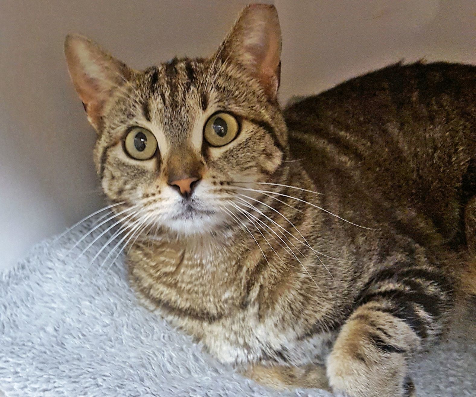 Adopt A Friend: Daffney (copy)